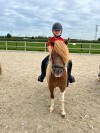Shetlandponystal, foto