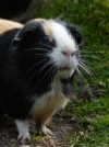 Kinderboerderij, foto cavia