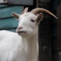 Kinderboerderij